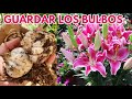 como guardar los bulbos de  lilium en otoño e invierno CHUYITO JARDINERO