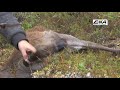 eka swingblade in action hunting deer wild boar