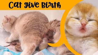 Cat Giving Birth to 5 Kittens With Different Color || A difficult delivery