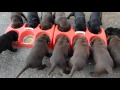 How to feed puppies. 14 dogs. Cum să hrănești 14 căței. Satu Mare