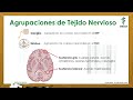 sistema nervioso fácil generalidades neurona neuroglia sinapsis