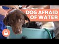 How to BATHE a DOG Who HATES WATER 🐶💧 (Tips)