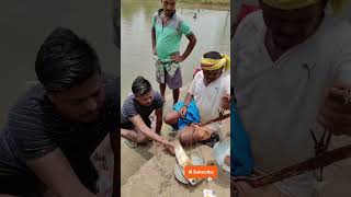 #fishing #fish #fishfarmers #fishfarminginindia #shortvideo