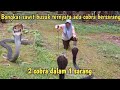 Bongkar sarang Ular Cobra || satu batang  dua Cobra