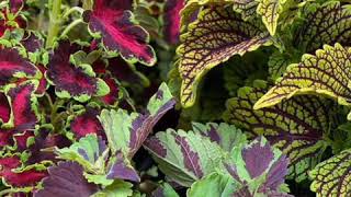 🍁絕美彩葉草💚彩葉子七彩繽紛🍂彩色盆栽植物Foliage Plants💚Colorful Coleus (1)