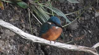 young kingfisher