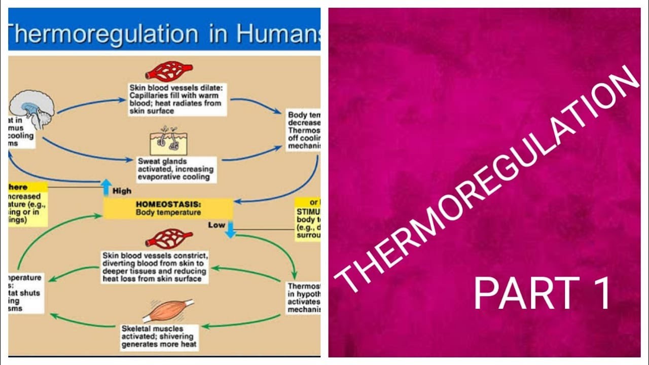 Homeostasis | Thermoregulation | Biology | Part 1 - YouTube