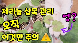 제라늄 삽목 후 관리 오직 이것만 주의