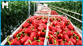 Modern Greenhouse Bell Pepper Farming Harvesting - Amazing Greenhouse Paprika Agriculture Technology