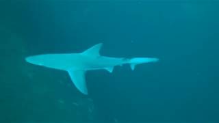 Deep Trekker DTG2 ROV dives 400 feet to the bottom of the Red Snapper Sink.