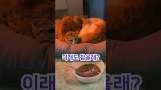 공장냥이#길냥이#나는야 맹수다