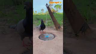 बेवकूफ कबूतरी 😅😂🤣 #funny #comedy #pigeon