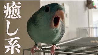 インコがこんなに可愛くて癒されるって知ってました？【サザナミインコ】