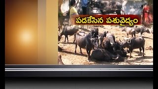 JaiKisan TS | 19th Dec '16 | ఓరుగల్లులో  సిబ్బంది కొరతతో కొరవడిన పశువైద్యం