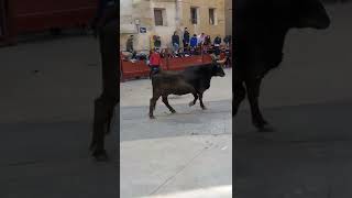 Vaquillas en valdejalon ZARAGOZA/2021