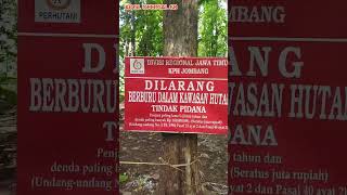 SEREM TAPI INDAH DI HUTAN LARANGAN