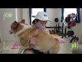 【犬と筋トレ 2】愛犬コーギーとガチンコ本気のワークアウト🔥