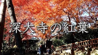 深大寺の紅葉  Autumn Foliage of Jindaiji Temple