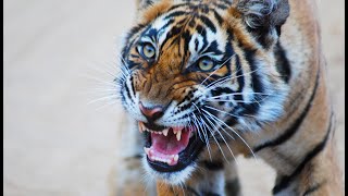 Royal Bardia National Park Tiger Attack, Nepal