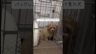 フェイスマスクしたら驚いてるけど興味ある、、みたいな顔してた#愛犬 #マルプー #犬のいる生活 #犬のいる暮らし #ペット