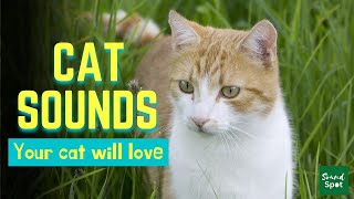 Cat and Kitten Meowing Sounds | Sounds that attract cats and make kittens come to you