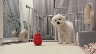 ビッグコングが怖くてビビりすぎて吠えちゃう犬