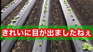 ジャガイモの芽を出す前に除草剤をかけます【鹿屋】せんちゃん農業