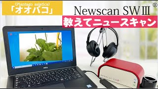 【教えて！ニュースキャン】「オオバコ」（Plantago asiatica）の周波数がもたらす情報