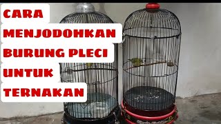 TRIK CARA MENJODOHKAN BURUNG PLECI || UNTUK DI TERNAK