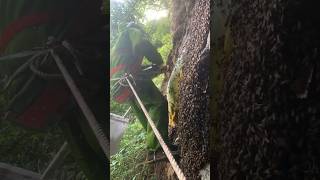 Expert Beekeeper Extracts Honey from Cliffside Hive