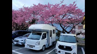 伊豆半島へ～　河津桜と道の駅スタンプ　その２