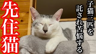 野良の子猫三匹を保護してから忙しくなった先住猫に密着してみた