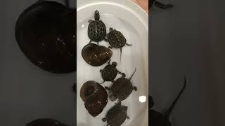 ASMR 🐢🐢Tortoises & Snails Playing Together#shorts #trending #satisfying #asmr