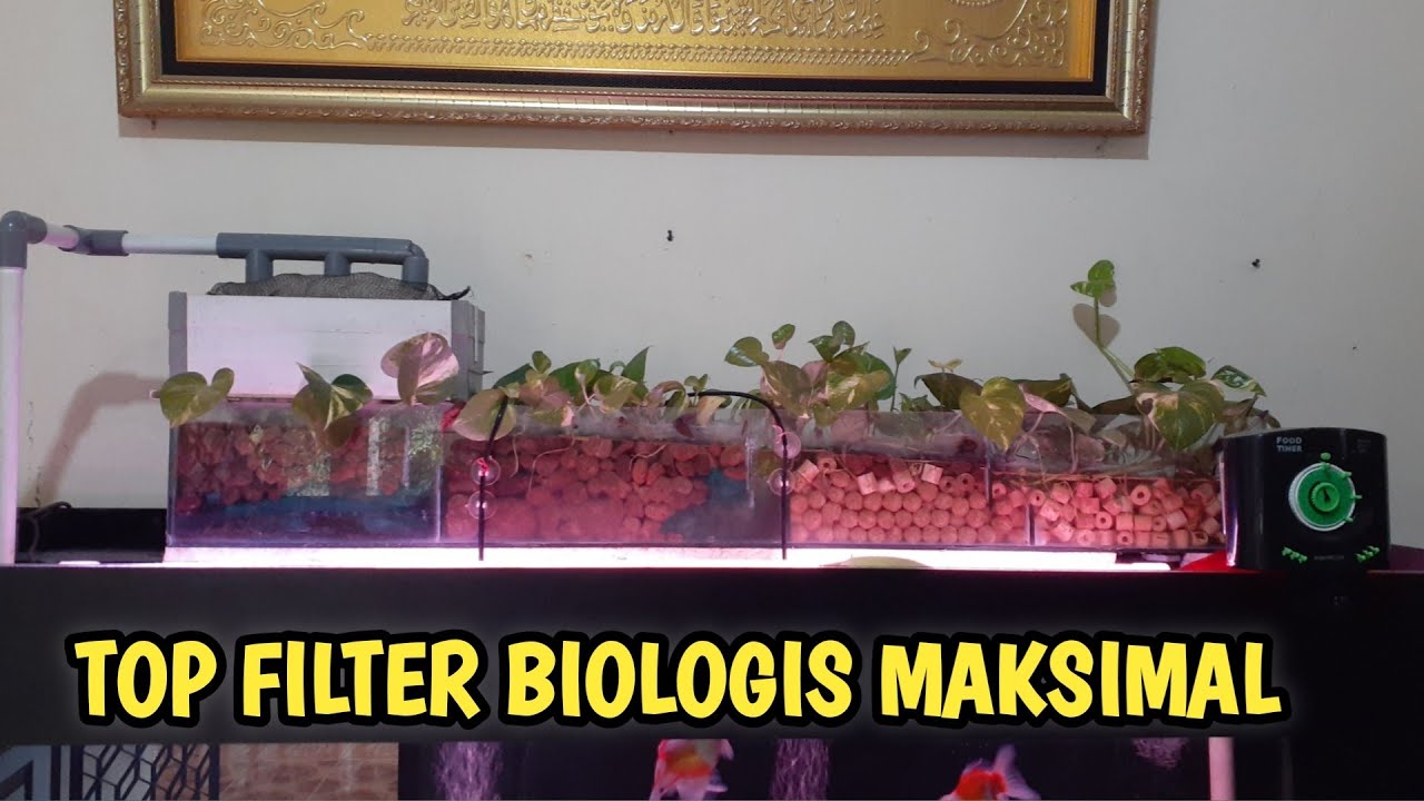 Tips Maksimalkan Media Biologis Top Filter Aquarium Youtube