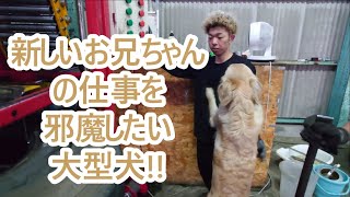 寂しくて新しいお兄ちゃんの仕事を邪魔する大型犬！ゴールデンレトリバーティト