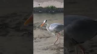 왜가리 사냥 성공 Grey Heron hunting  세상에 이렇게 깔끔한 사냥은 없었다 !!! 한마리먹고 바로한마리 또 사냥하다니 놀라워라 !!!