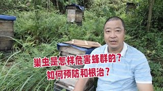 巢虫是怎样危害蜂群的？如何预防和根治？只需一招让蜂群远离巢虫