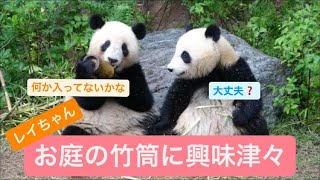 レイちゃん、お庭の竹筒に興味津々　2023.05.23　Cute panda twins