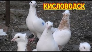 Голуби Авакова Артура в Кисловодске!