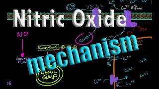 Nitric Oxide - Detailed Mechanism of Action