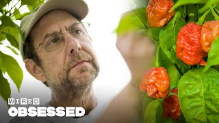 How This Guy Made the World's Hottest Peppers | Obsessed | WIRED