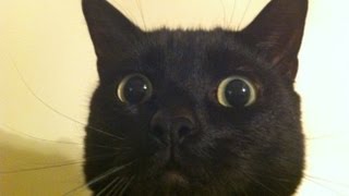 Radioactive Kitty Litter Makes Kitty Scared!!!