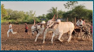 ||babaladi bulls•1st prize chinagundi🏆🚩🚩||.        terabandi race 💫 #terabandirace #youtube #race