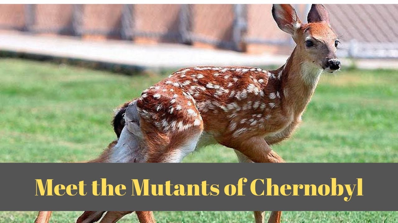 Mutations Animales De Tchernobyl