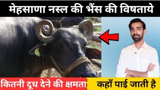 मेहसाणा नस्ल की भैंस की पहचान 🐃 Mehsana nasl ki bhains ki pahchan | Mehsana buffalo ki pehchan