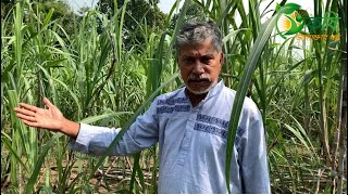 ফজলুল হক মোড়লের মোটা গেন্ডারি চাষ এর ধারাবাহিক পর্বঃ ০১