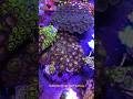 What Do You Think Of My Zoa Collection? #zoanthids #aquarium #coral #hobby #fishtank #viral #shorts