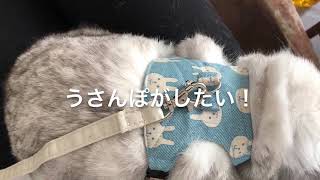 【うさぎ】うさんぽしたくてハーネス買ってみた！【ホーランドロップ】I bought a harness because I wanted to take a walk with a rabbit