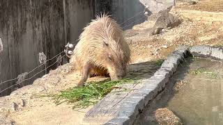 カピバラさん　温泉♨️から出て　青草もぎゅもぎゅ　浜松市動物園　2023年1月8日