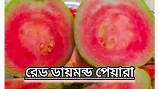 রেড ডায়মন্ড থাই পেয়ারা চাষ।  খেতে আপেলের মতো কচকচে ( red diamond guava)